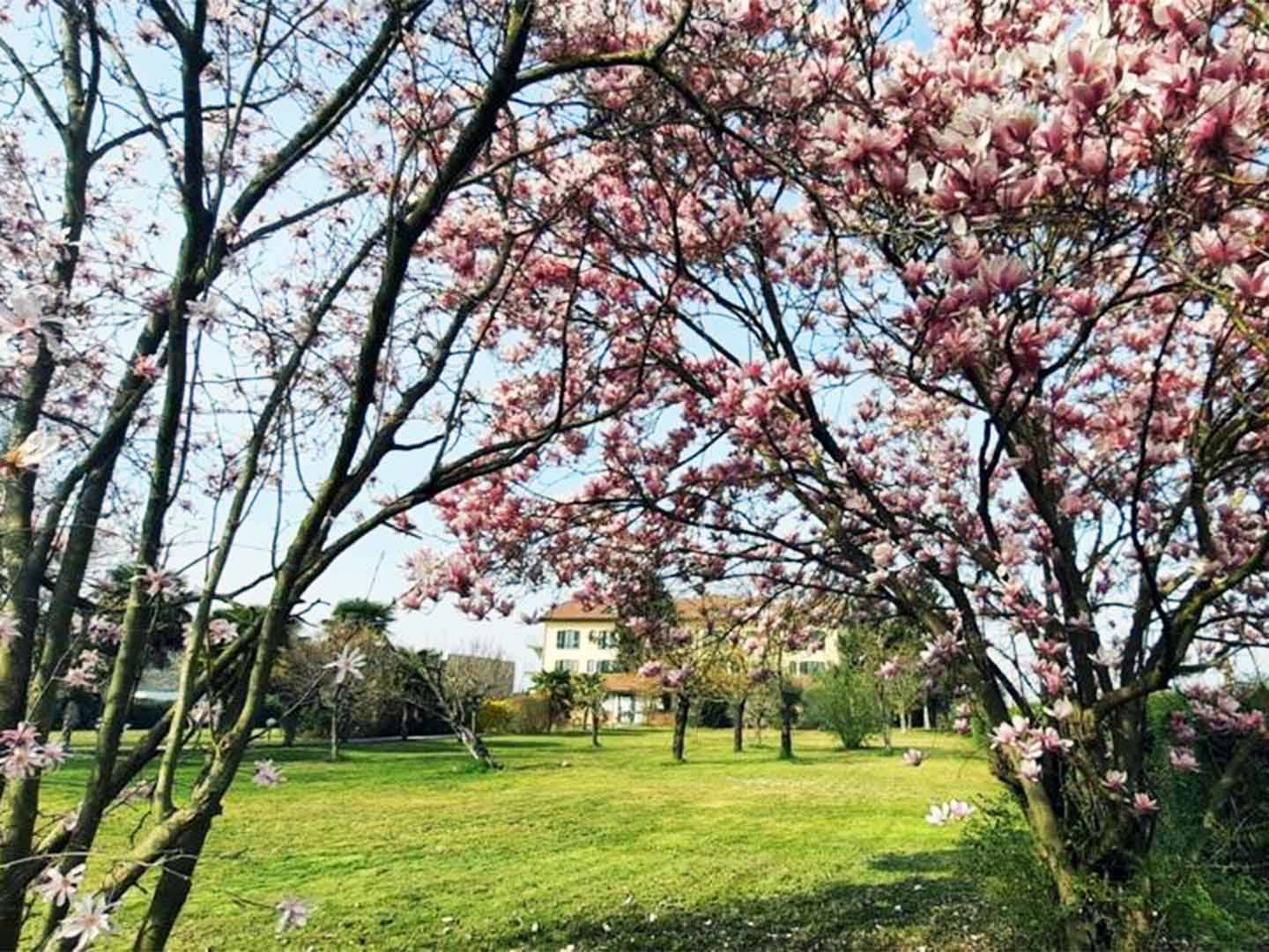 Alberi all'interno del parco della comunità